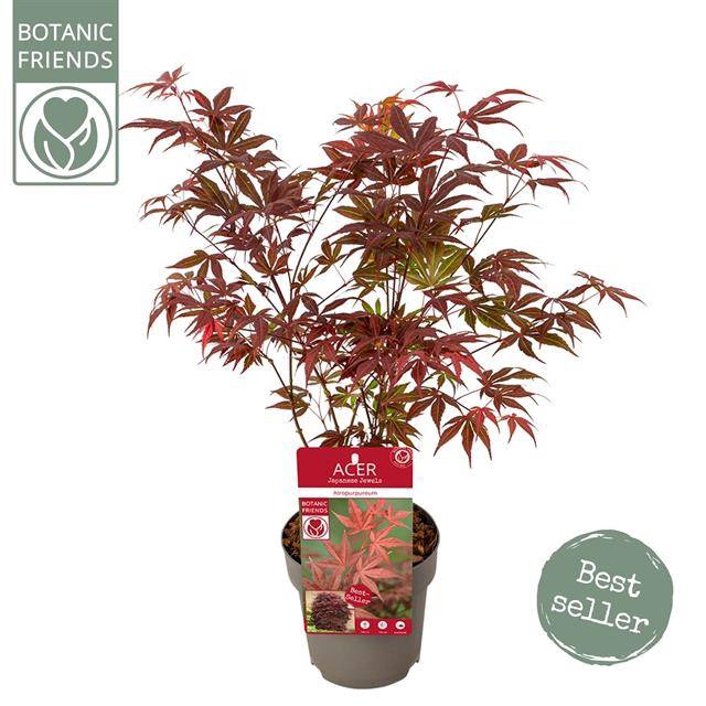 <h4>Acer palm. Atropurpureum</h4>