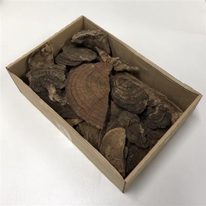 K40 STONE MUSHROOM P