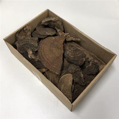 <h4>K40 STONE MUSHROOM P</h4>