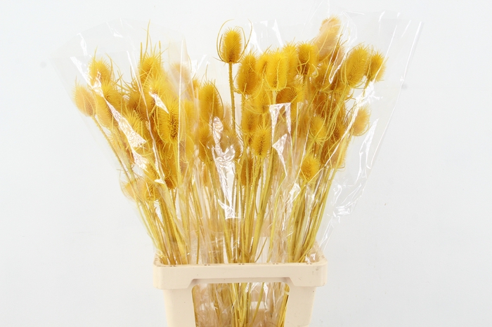 <h4>DF Dipsacus Yellow Bs 130g</h4>