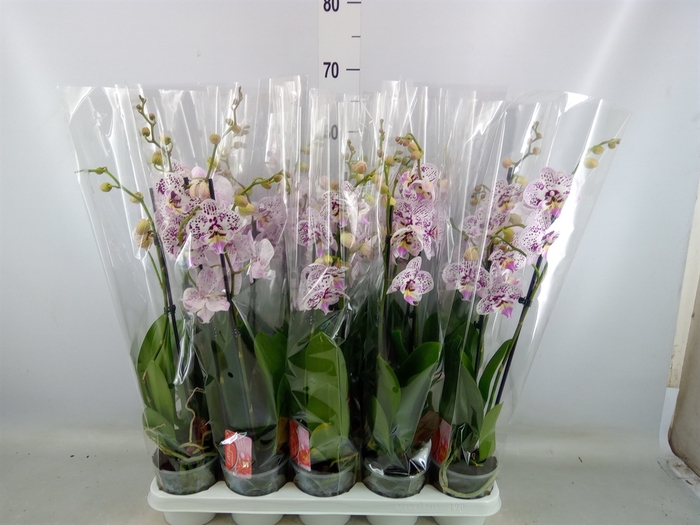 <h4>Phalaenopsis   ...</h4>