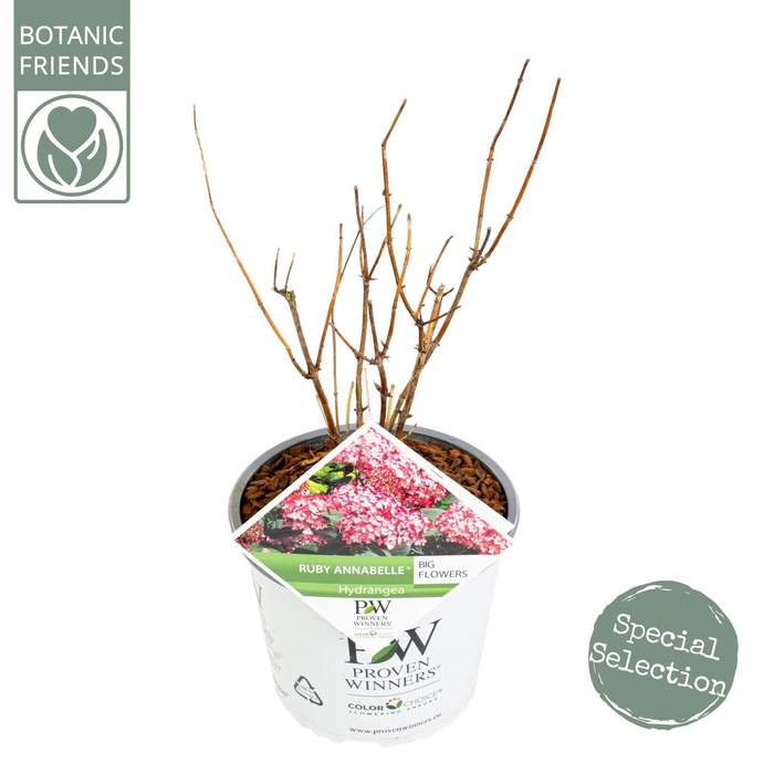 <h4>Hydrangea arborescens</h4>