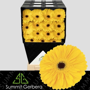 Gerbera Olympic Gold Diamond