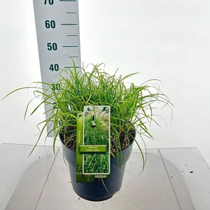 Miscanthus sinensis
