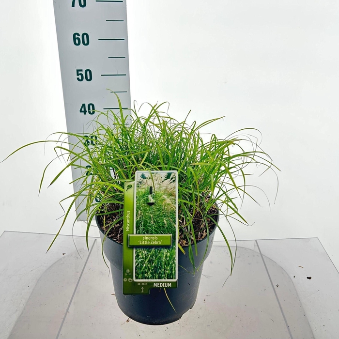 Miscanthus sinensis