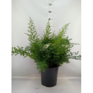 Asparagus dens. 'Cwebe'