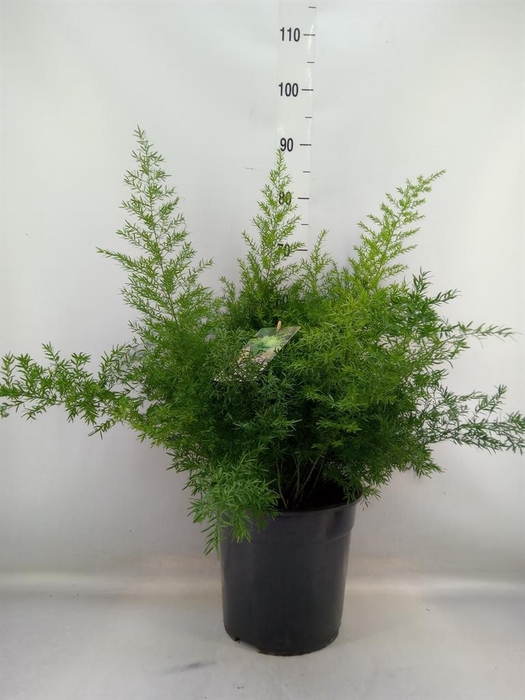 <h4>Asparagus dens. 'Cwebe'</h4>