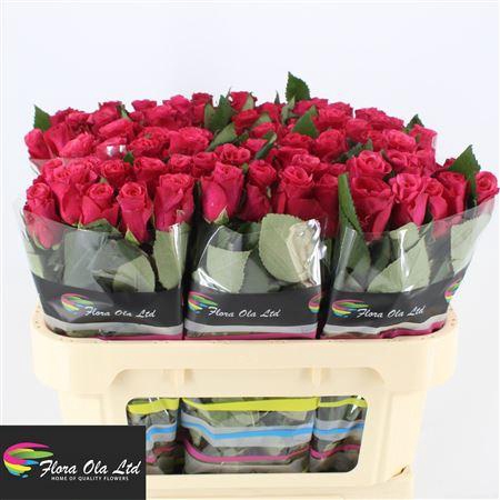 <h4>R Gr Tacazzi+</h4>