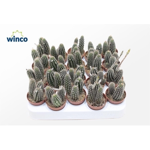 Setiechinopsis Mirabilis