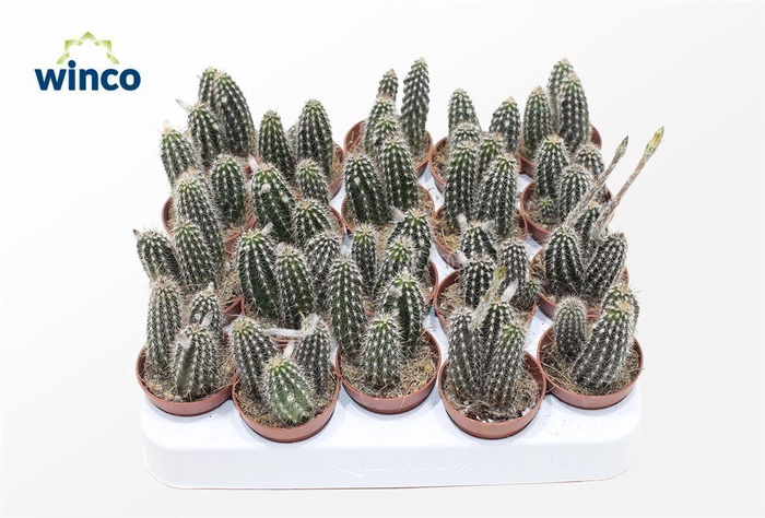 <h4>Setiechinopsis Mirabilis</h4>