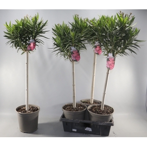 NERIUM OLEANDER OV