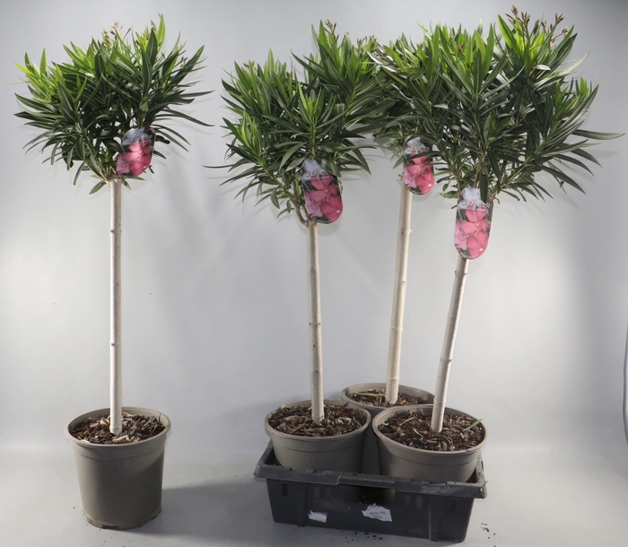 NERIUM OLEANDER OV