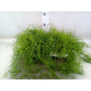 Rhipsalis cassutha