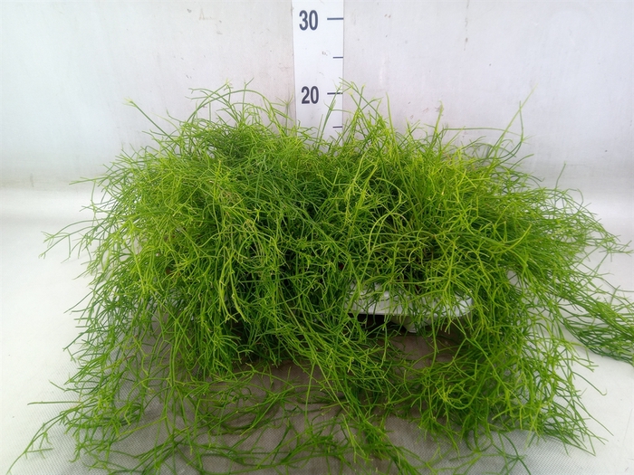 <h4>Rhipsalis cassutha</h4>