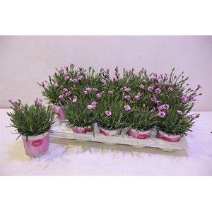 arr8 Dianthus Pink Kisses