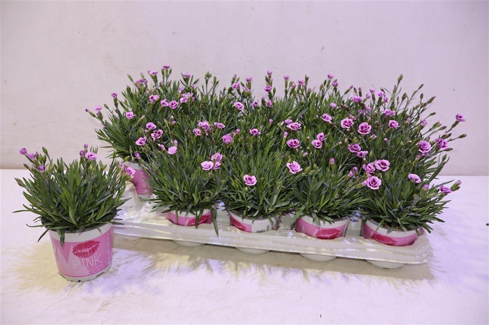 <h4>arr8 Dianthus Pink Kisses</h4>