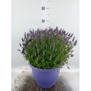 Lavandula angus. 'Essence Pure'