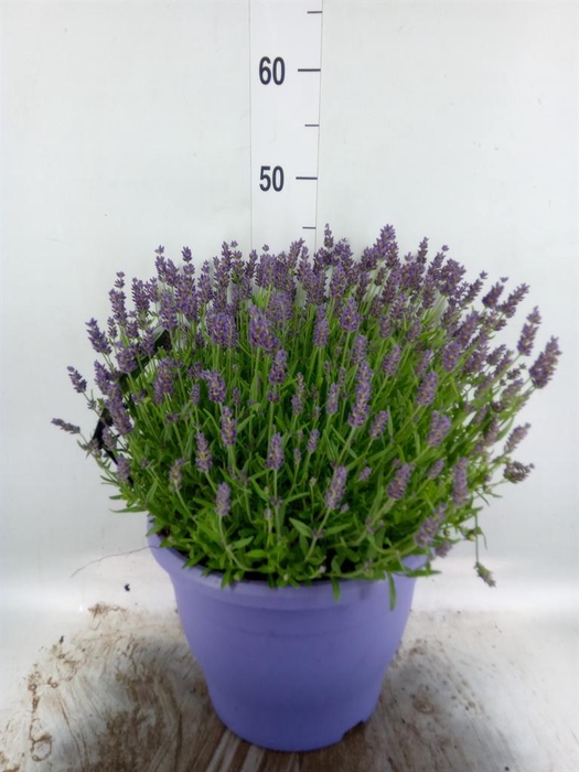 <h4>Lavandula angus. 'Essence Pure'</h4>
