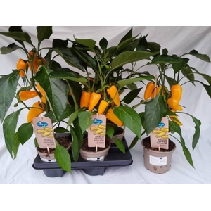 PAPRIKA PLANTEN