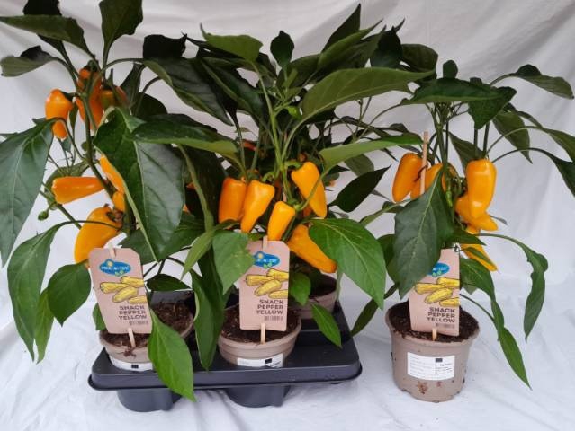 <h4>PAPRIKA PLANTEN</h4>