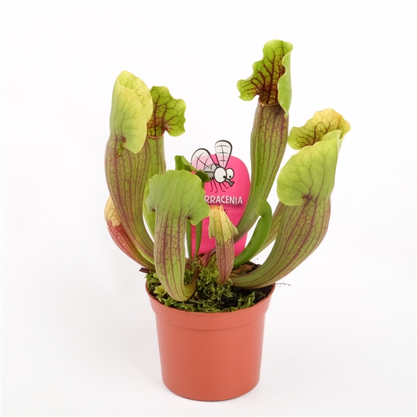<h4>Sarracenia 'Vogel'</h4>