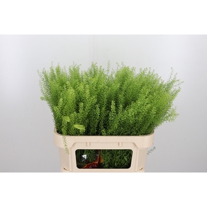 Lepidium Green Bell