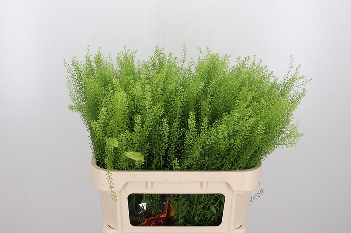 <h4>Lepidium Green Bell</h4>