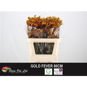 ANIGOZ GOLD FEVER