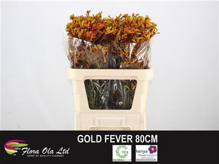 ANIGOZ GOLD FEVER