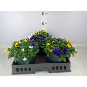 Viola corn. 'Endurio'   ...mix