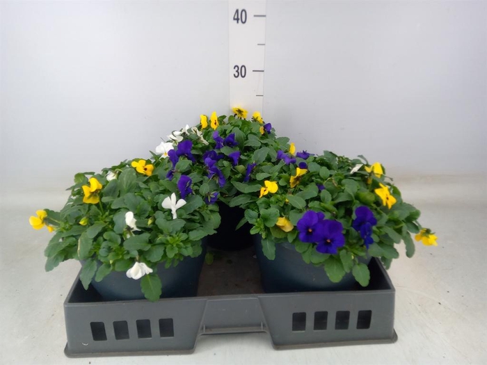 <h4>Viola corn. 'Endurio' ...mix</h4>