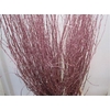 Betula Metallic Rood L120