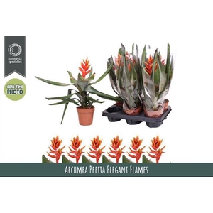 Aechmea Pepita Elegant Flames 12Ø 45cm