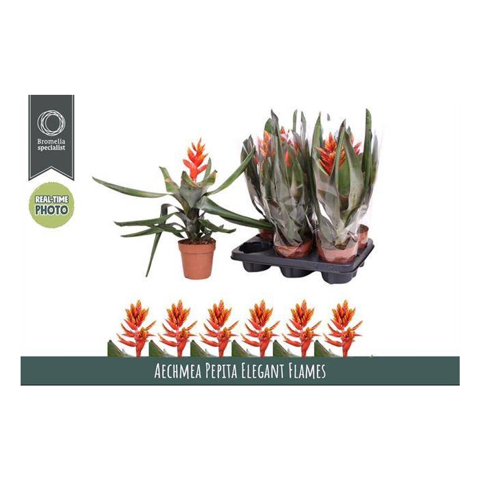 <h4>Aechmea Pepita Elegant Flames 12Ø 45cm</h4>