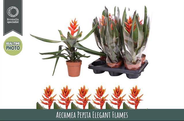 Aechmea Pepita Elegant Flames 12Ø 45cm