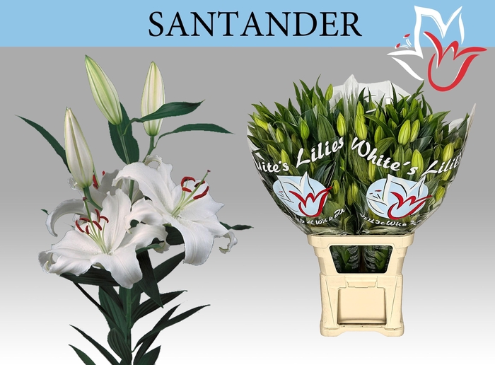 <h4>LI OR SANTANDER</h4>