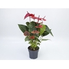 ANTHURIUM CASANOVA P17 VERMELHO