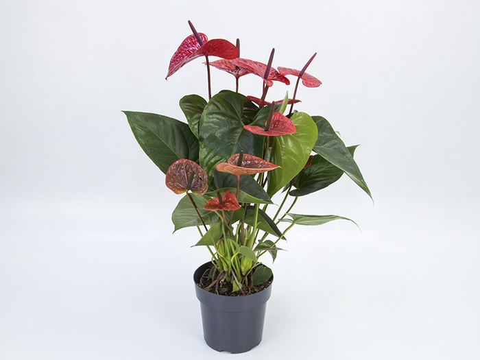 <h4>ANTHURIUM CASANOVA P17 VERMELHO</h4>