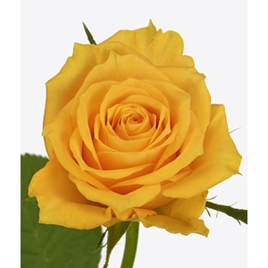 Rosa Jackpot+