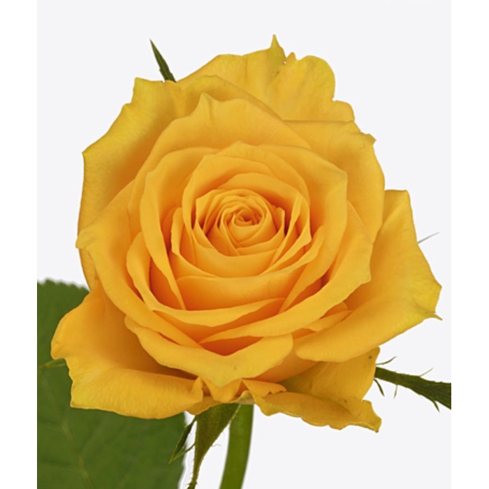 <h4>Rosa Jackpot+</h4>