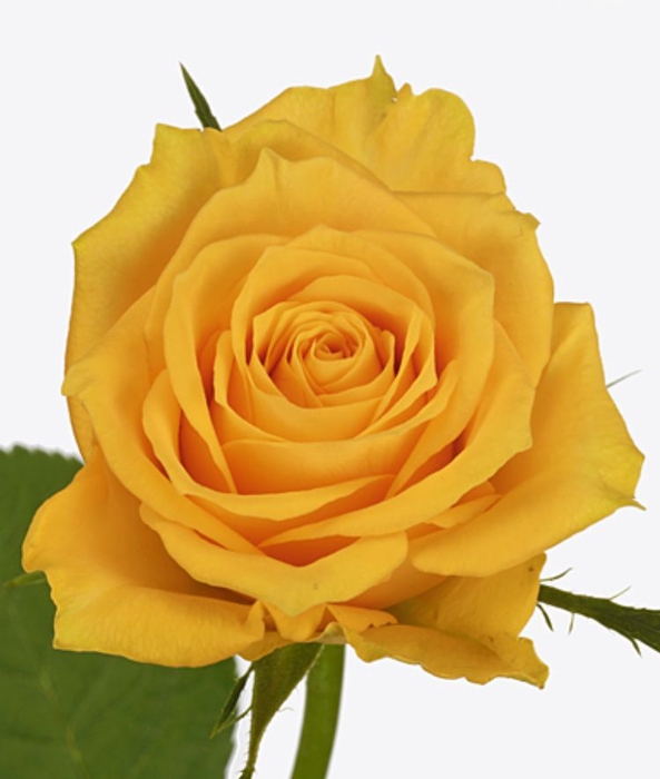 Rosa Jackpot+