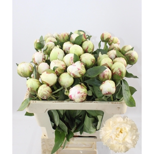 PAEO L BOWL OF CREAM