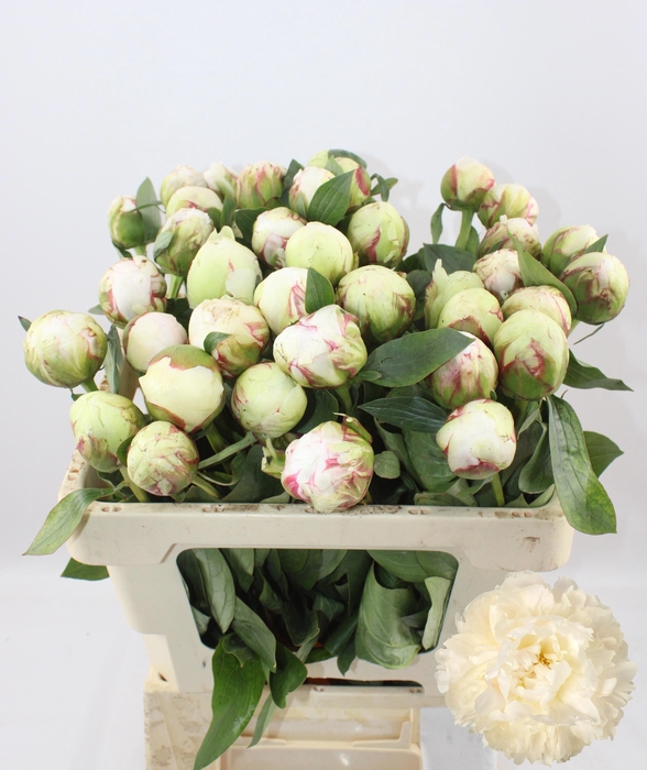 <h4>PAEO L BOWL OF CREAM</h4>