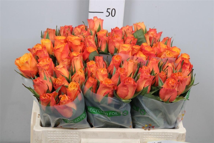 <h4>R Gr Confidential</h4>