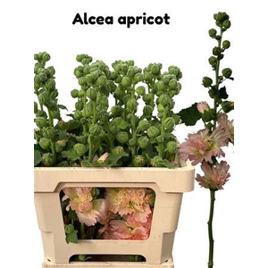 ALCEA ROSEA APRICOT