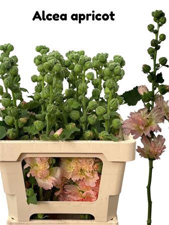 <h4>ALCEA ROSEA APRICOT</h4>