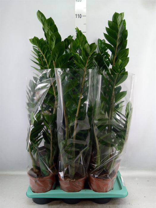 <h4>Zamioculcas zamiifolia</h4>