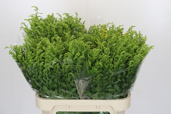 <h4>Solidago Golden Glory</h4>