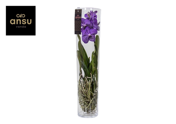 <h4>Vanda Michelle 70 Blue</h4>