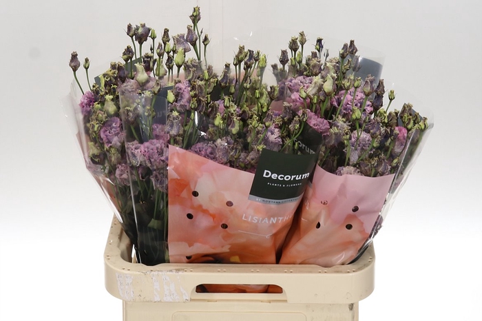 <h4>Eust Dye Alissa Black Rose Montana</h4>